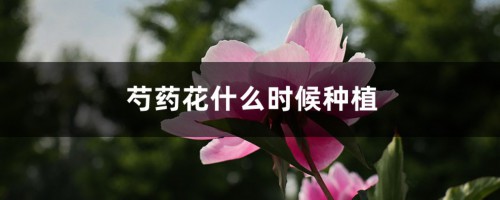 芍药花什么时候种植，怎么种植