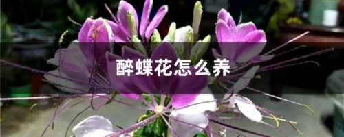 醉蝶花怎么养