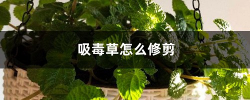 吸毒草怎么修剪