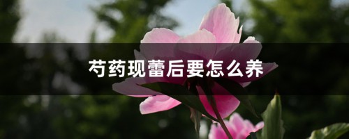 芍药现蕾后要怎么养