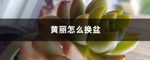 黄丽怎么换盆