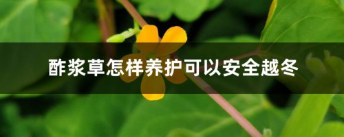 酢浆草怎样养护可以安全越冬